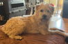 Scruffles - Adoption Pending!
