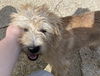 Scruffles - Adoption Pending!