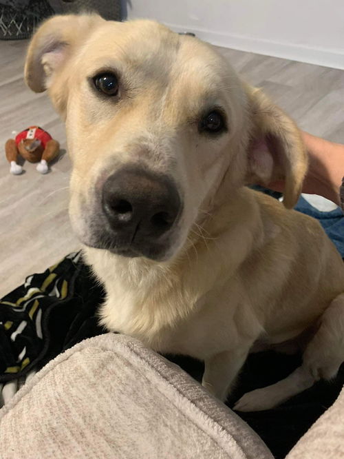 Milo
