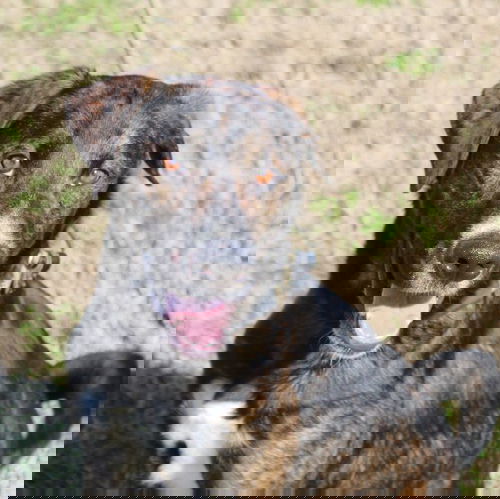 Deuce