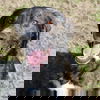 Deuce