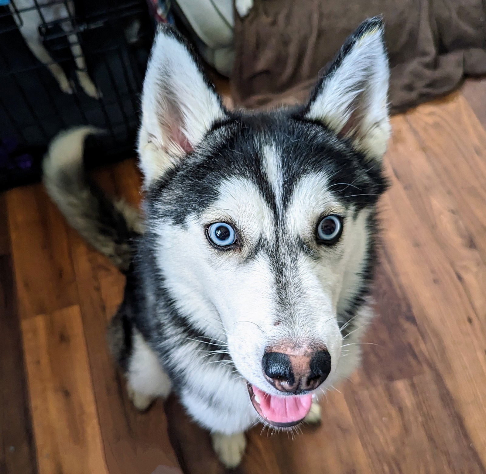 Dog for Adoption - Cali, a Husky in Babylon, NY | Alpha Paw