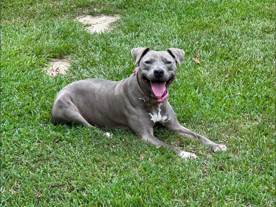 adoptable Dog in Lafayette, LA named Nila - I love to Garden!!