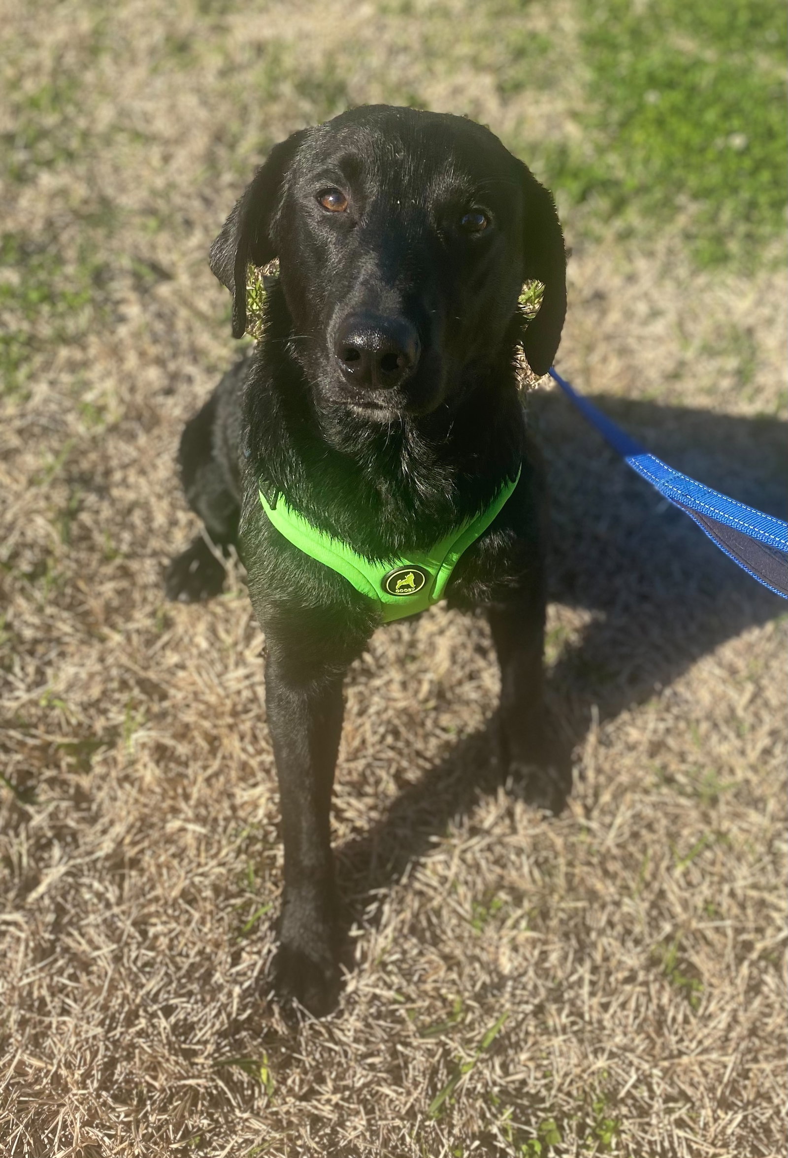 Dog for Adoption Jett Jr Just a handsome boy looking for love!, a