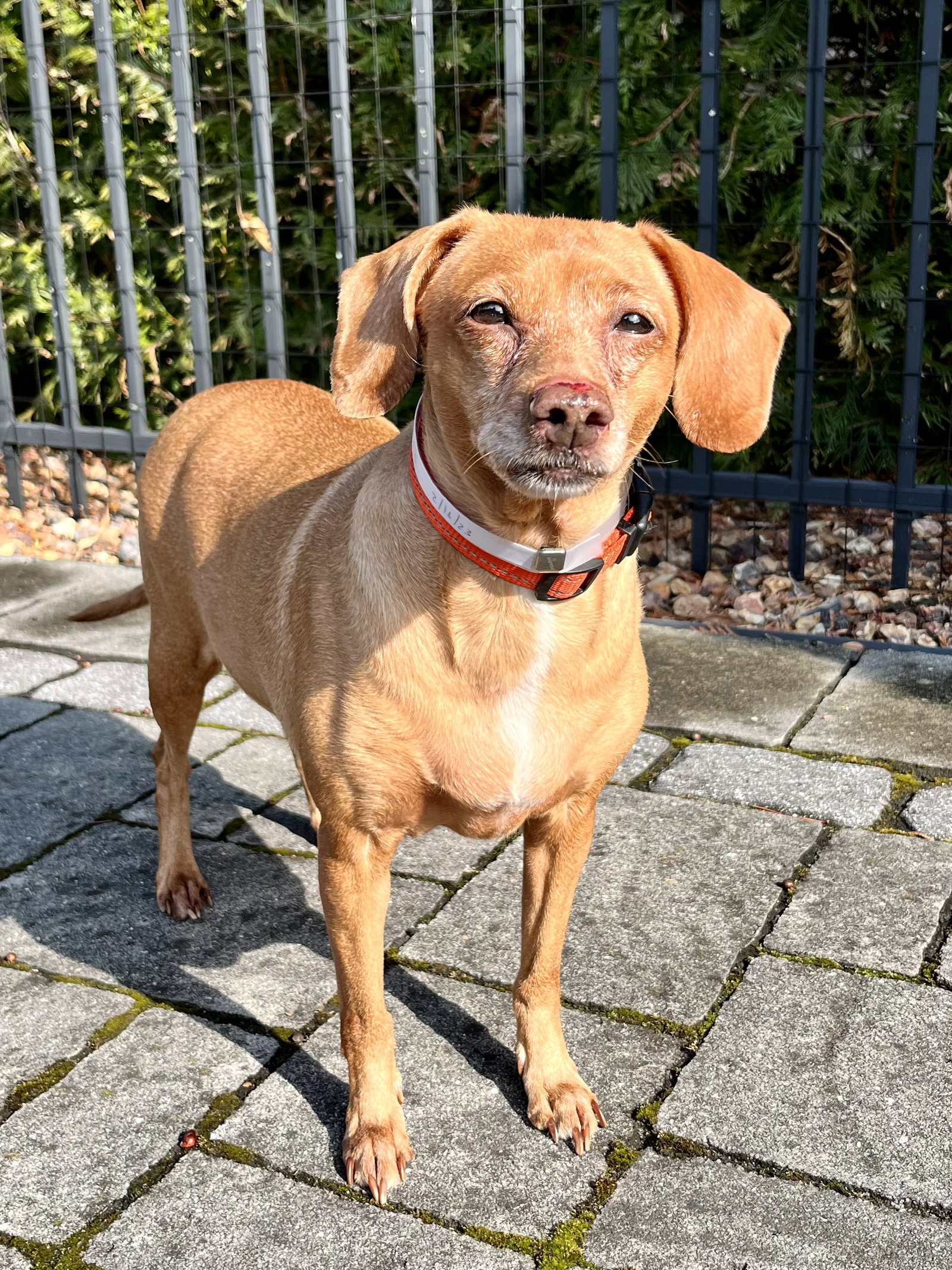 Dog for Adoption Viola (nka Millie), a Dachshund in Wheatley Heights, NY Alpha Paw