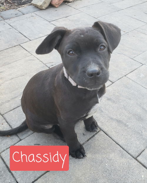 Chassidy