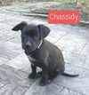 Chassidy