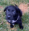 Millie
