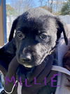 Millie