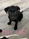 Millie