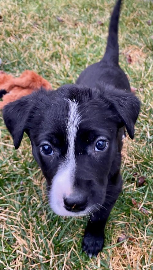 Bonnie