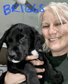 Briggs
