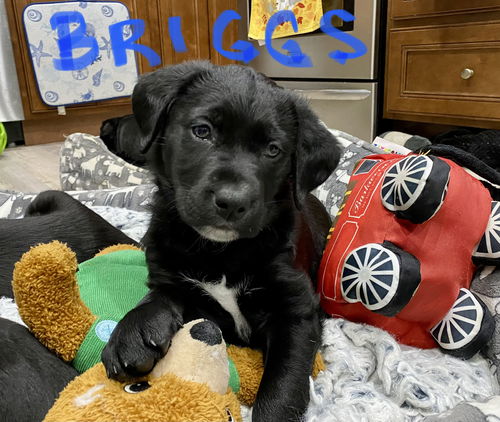 Briggs