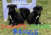 Briggs