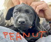 Peanut now Ripley