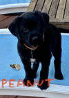Peanut now Ripley