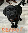 Peanut now Ripley