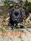 Peanut now Ripley