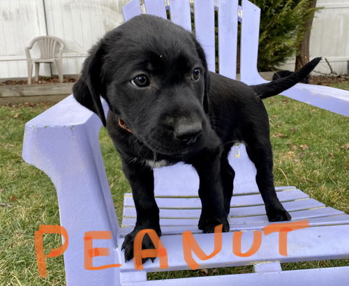 Peanut now Ripley