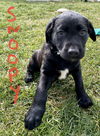 Snoopy