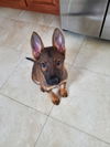 Cinnamon now Sadie