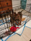 Cinnamon now Sadie