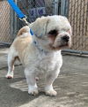 Scooby (Shih Tzu)