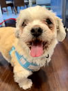 Scooby (Shih Tzu)