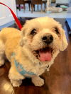 Scooby (Shih Tzu)