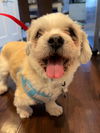 Scooby (Shih Tzu)