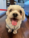 Scooby (Shih Tzu)
