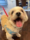 Scooby (Shih Tzu)
