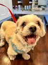 Scooby (Shih Tzu)