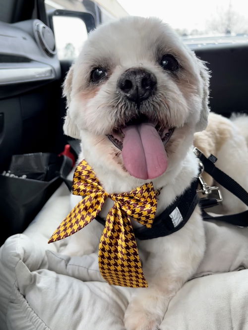 Scooby (Shih Tzu)