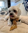 Scooby (Shih Tzu)