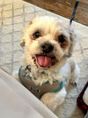 Scooby (Shih Tzu)