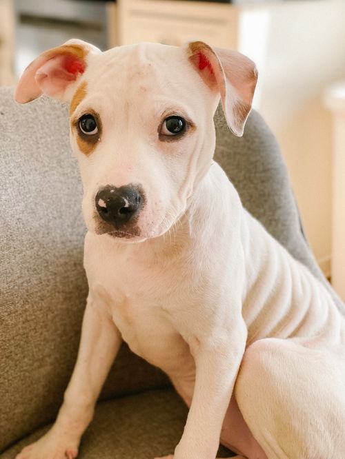 Sweet Pea