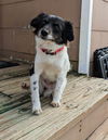 Archie