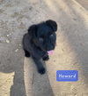 Howard