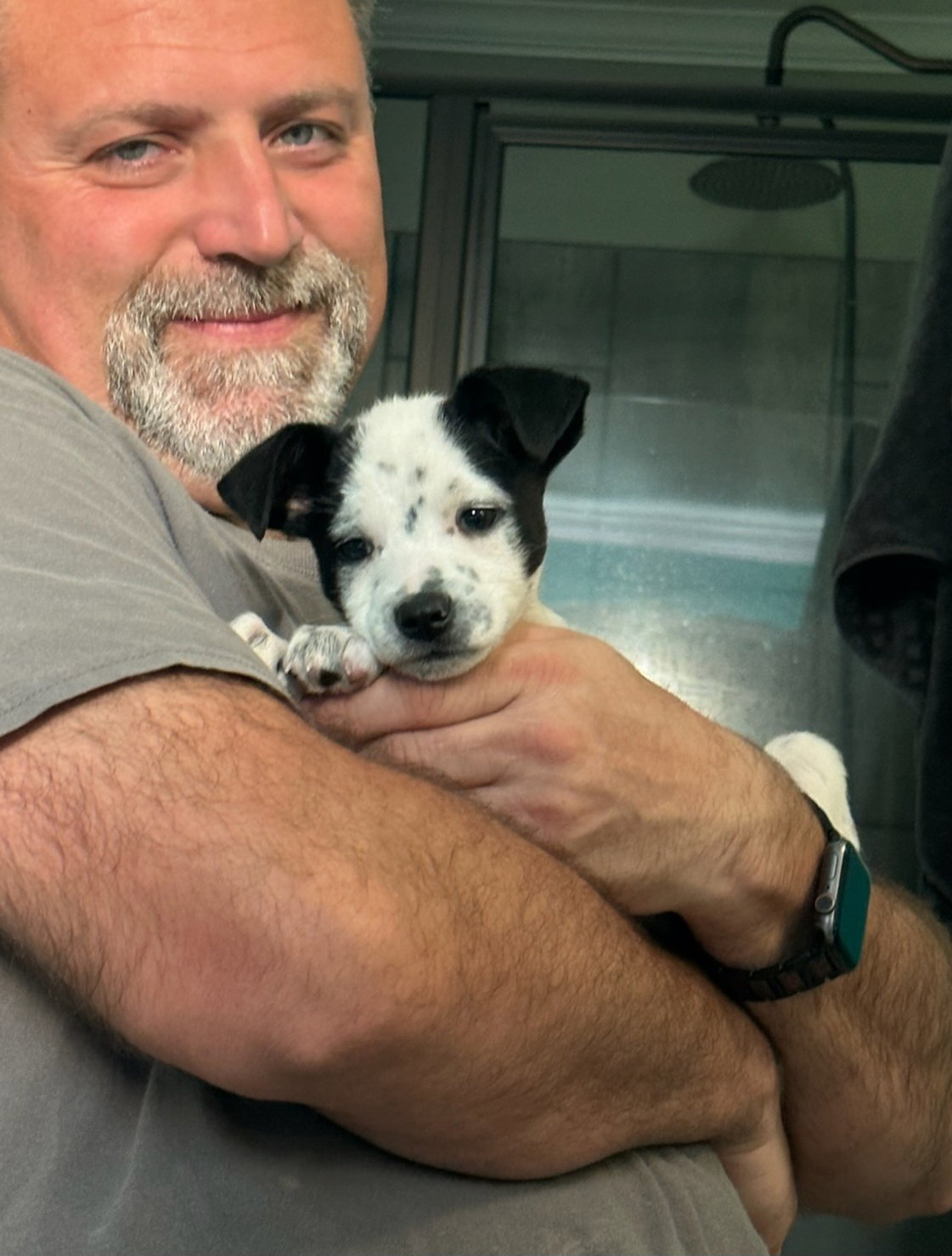 Dog for Adoption Cece Seriously So Cute!, a Australian Cattle Dog