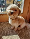 Augie