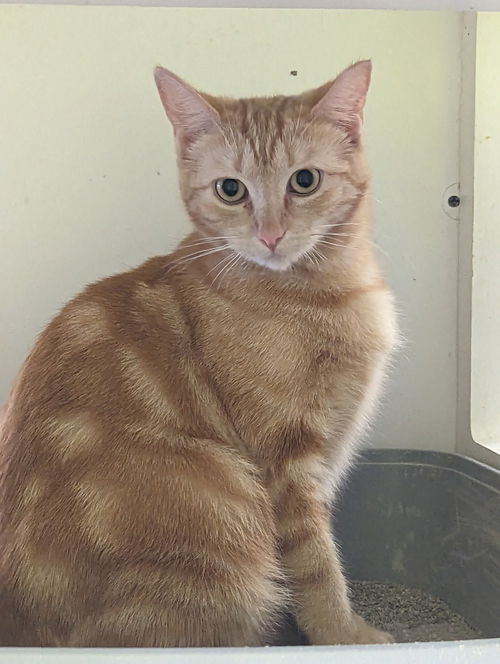 FIREBALL (nka PHOEBE)