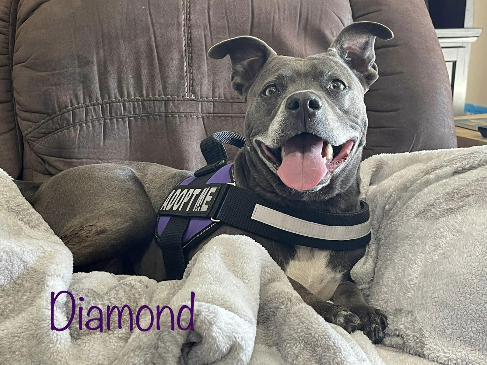 adoptable Dog in Altoona, PA named Diamond - A real gem!