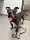 adoptable Dog in altoona, PA named Diamond - A real gem!
