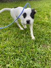 Jack