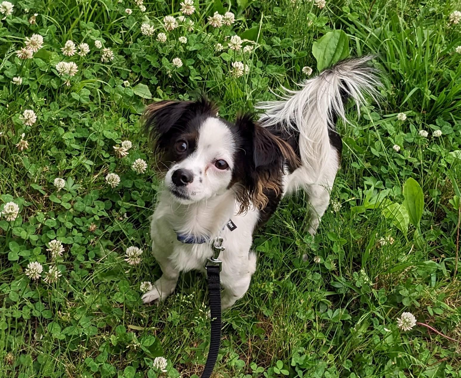 Papillon chihuahua mix deals black and white