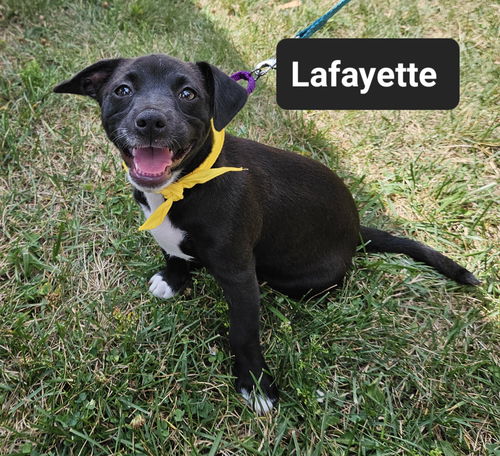 Lafayette Now Layla