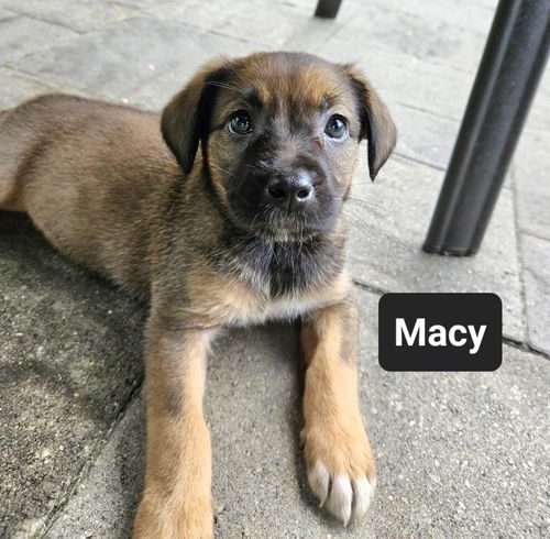 Macy now Veda