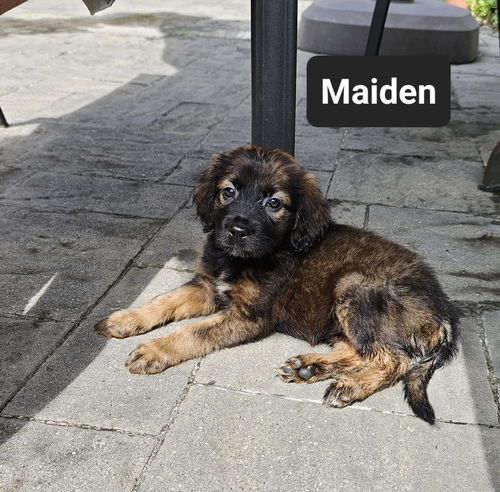 Maiden now Harley