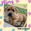 Penny